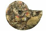 Iridescent Ammolite (Fossil Ammonite Shell) - Canada #222713-1